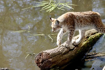 Gordijnen lynx © schoefolt