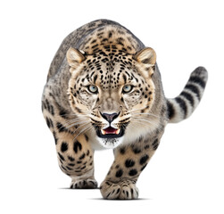 Scary snow leopard sneaking in hunting mode on isolated white background