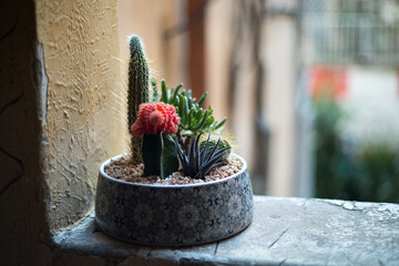 
beautiful exotic cacti growing in a vintage stone pot on the window