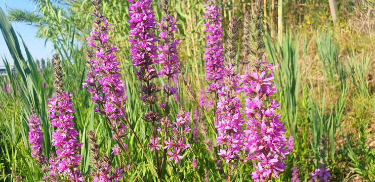 Bush violet lythrum flowers bloom in the field in summer. Panorama.