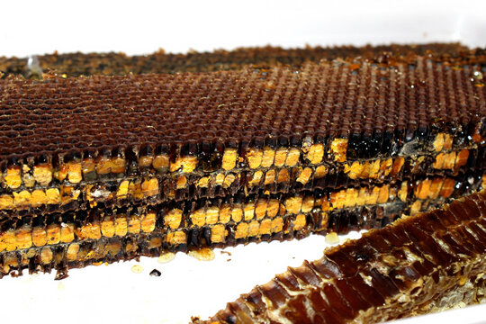 Honey filled honeycomb frame with bee bread, pollen harvest, dropping honey, close-up