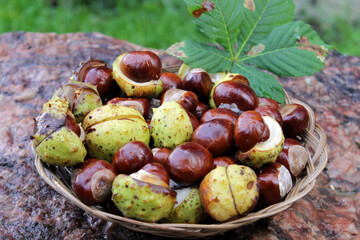 Fresh shiny horse chestnuts on a stone background in woven basket close-up