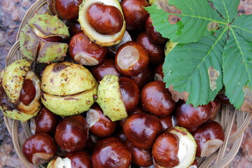 Fresh shiny horse chestnuts on a stone background in woven basket close-up