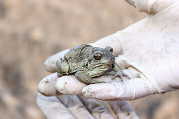 Close-up of single toad, European common spadefoot (Pelobates fuscus), rare, on human's hand in white gloves, found in garden soil in spring time, Europe, Latvia.
