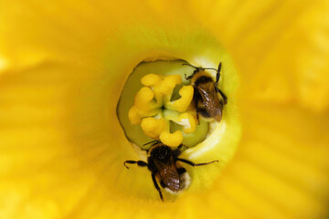 Close-up of two, three, four bumble bees crawling in a center of yellow squash flower