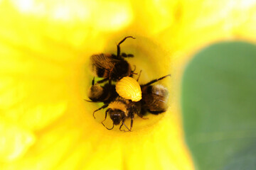 Close-up of two, three, four bumble bees crawling in a center of yellow squash flower