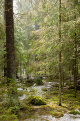 Obraz premium Sun is shining through the branches in spring forest