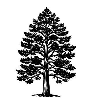 black and white western red cedar tree on transparent background