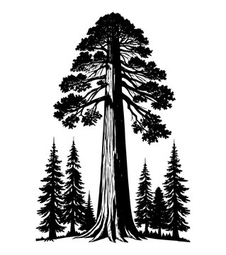recommend clip art: general sherman tree silhouette