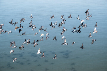 Flock of pigeons flying over river surface