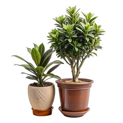 Obraz premium A green potted houseplant with leaves thrives in a homey atmosphere