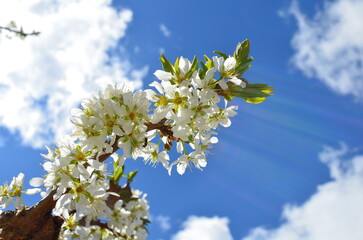 plum blossom against sky