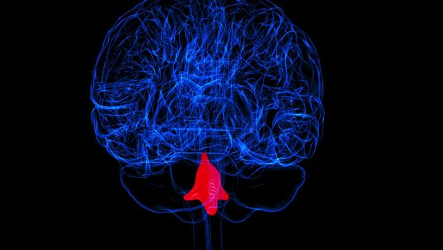 Brain Fourth Ventricles of the Brain Anatomy For Medical Concept 3D