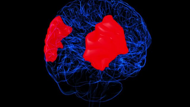 Brain angular gyrus Anatomy For Medical Concept 3D