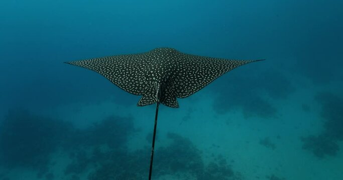 Black and white Spotted eagle ray fish slowly paddling in the water.