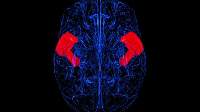 Brain Anterior part of superior temporal gyrus Anatomy For Medical Concept 3D rendering