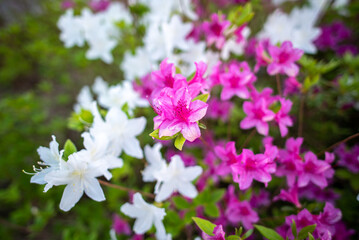 Rhododendron mucronulatum, Korean rhododendron rosebay Azalea shrub flowers blooming in spring in...