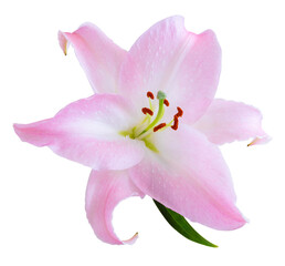 Wonderful pink Lily isolated on white background, including clipping path.