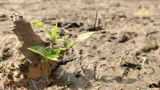 New small green leaves emerging from destroyed dead old tree stump on dried up ground soil. Deforestation, drought, environmental conservation, springtime and new life concept. Closeup side view.