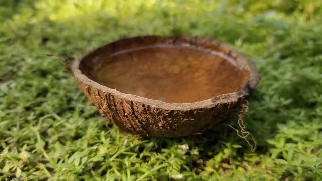 Abandoned outdoor coconut shell on ground with stagnant fresh rain water helps increase breeding baby mosquito larvae. Chikungunya virus, malaria, dengue fever, disease or epidemic prevention concept.
