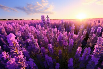 Lavender field at sunset with vibrant purple hues
