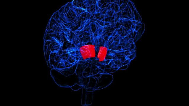 Brain Cerebral peduncle Anatomy For Medical Concept 3D