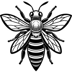 Obraz premium Black and white drawings of butterflies, beetles and a floral design in a nature theme