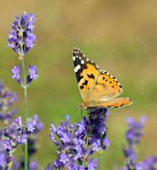 lady butterfly sips nectar from a lavender flower in a fragrant lavender field