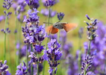Naklejka premium tiny hummingbird sips nectar from lavender flowers in a fragrant lavender field rapidly flapping its wings