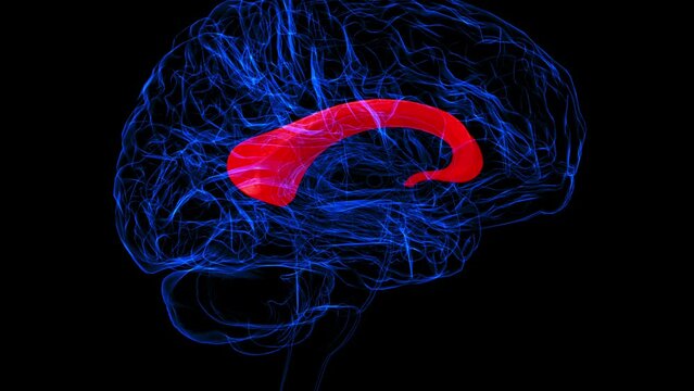 Brain Corpus callosum Anatomy For Medical Concept 3D