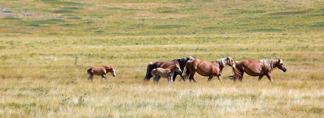 herd of wild horses galloping across the prairie including foals