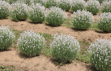 Cultivation of white lavender in a lavender field blooming in spring