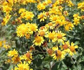 many  yellow mountain arnica flowers perfect as a natural ointment and anti-inflammatory