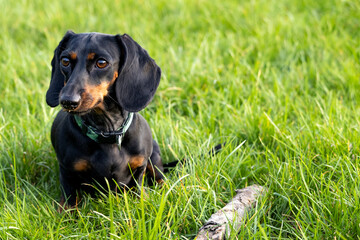 A black and brown dachshund sits on the green grass. there is a stick nearby.
Czarno-brązowy...