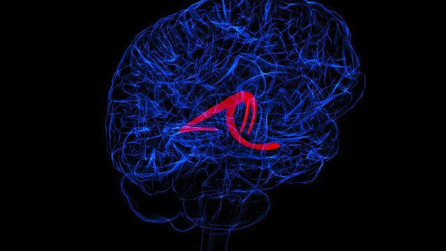 Brain fornix of forebrain Anatomy For Medical Concept 3D