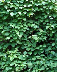 Natural background of green leaves of Schisandra chinensis, magnolia vines. Focus on the twigs climbing up and hiding the container on a sunny day.