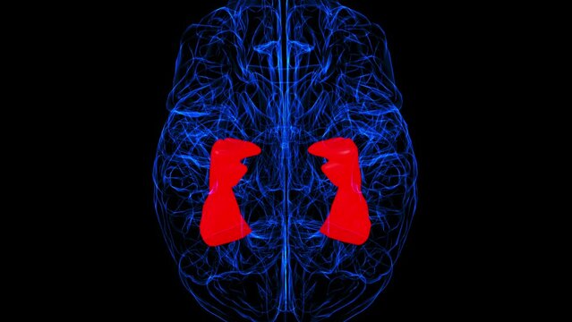 Brain fusiform Gyrus Anatomy For Medical Concept 3D