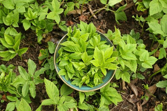 Aegopodium podagraria, commonly called ground elder or bishop&acute;s weed in a bowl. . It is used as food and  in traditional medicine for painful joints.
