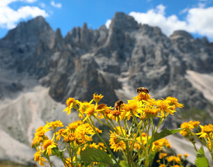 many  yellow mountain arnica flowers perfect as a natural anti-inflammatory