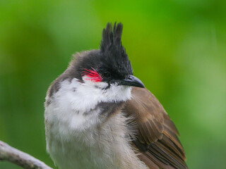 Close-up of a red whiskered bulbul bird 