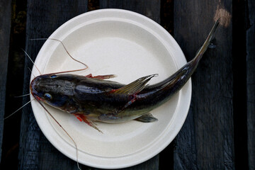 Freshly Caught Catfish on a Ceramic Plate on an old Wooden Boardwalk - 778834639