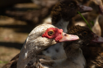 Adult muscovy duck in the barnyard, male close up