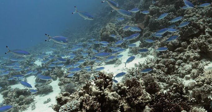 A swarm of the blue Suez fusilier fish swim in the red sea.