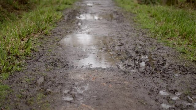Shallow focus walking shot along a wet muddy forest trail with puddles in pouring rain