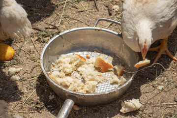 White chicken broilers in the barnyard eating bread, farm poultry