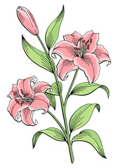 Lily flower graphic color isolated sketch illustration vector