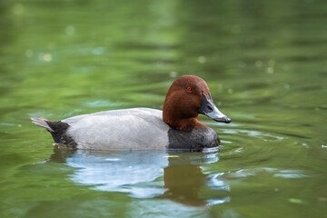Common pochard floating on a pond