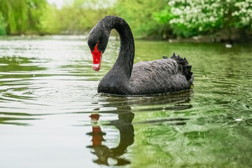 Beautiful black swan on the river