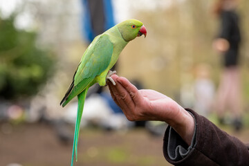 A parrot sitting on a hand