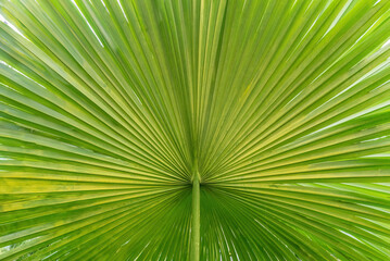 Close up of a green palm leaf.